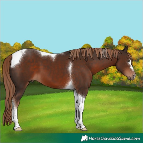 Horse Color:Liver Chestnut Tobiano 