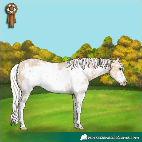 Horse Color:White Spotted Silver Bay Dun Sabino Frame Appaloosa Brindle 