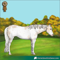 Horse Color:White Spotted Silver Bay Dun Sabino Frame Appaloosa Brindle