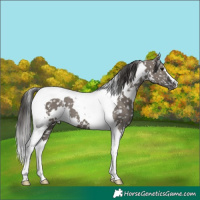 Horse Color:White Spotted Grullo Tobiano Appaloosa Brindle 