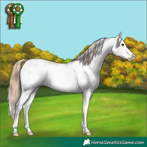 Horse Color:White Spotted Grullo Pearl Sabino Frame Appaloosa 