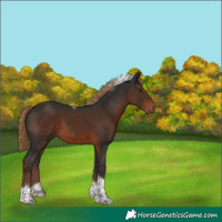 Horse Color:Liver Chestnut Tobiano