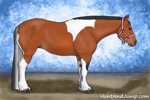 Horse Color:Bay Tobiano 