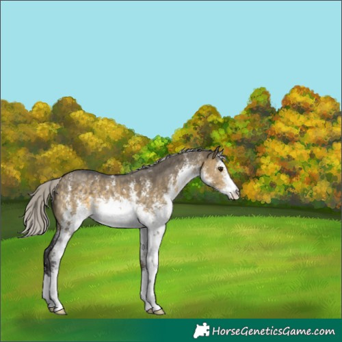 Horse Color:White Spotted Silver Buckskin Dun Sabino 