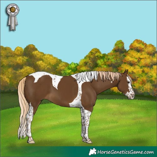 Horse Color:Chocolate Palomino Splash Tobiano