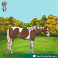 Horse Color:Chocolate Palomino Splash Tobiano 