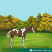 Horse Color:Chocolate Palomino Splash Tobiano 