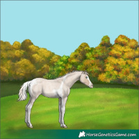 Horse Color:Cremello Roan Splash Tobiano