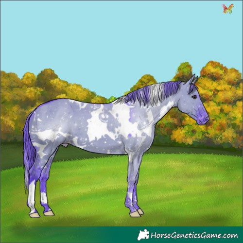 Horse Color:Watercolor White Spotted Grullo Appaloosa 