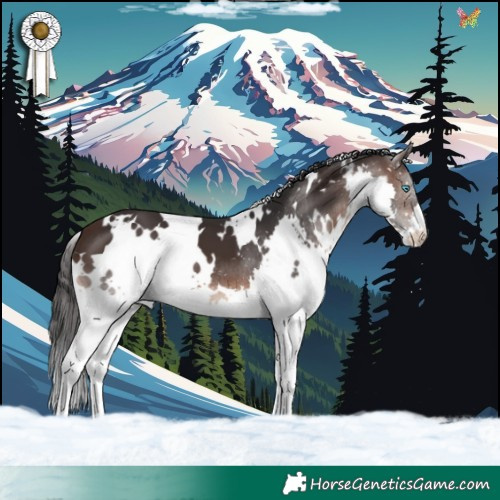 Horse Color:White Spotted Brown Splash 