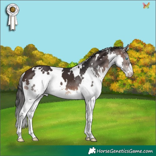 Horse Color:White Spotted Brown Splash 