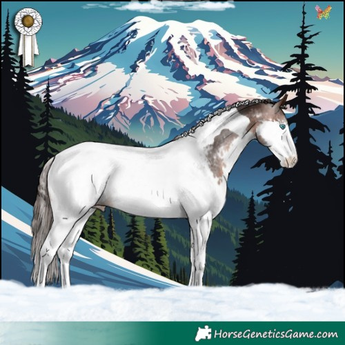 Horse Color:Brown Splash Tobiano Appaloosa Rabicano 