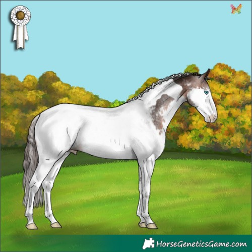 Horse Color:Brown Splash Tobiano Appaloosa Rabicano 