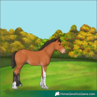 Horse Color:Bay Tobiano 