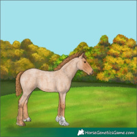 Horse Color:Red Roan Tobiano 