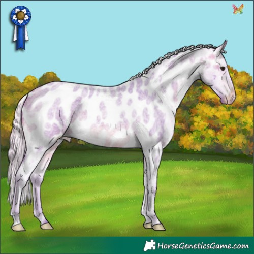 Horse Color:Watercolor Silver Buckskin Roan Appaloosa 
