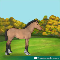 Horse Color:Bay Dun Tobiano