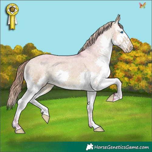 Horse Color:Watercolor Bay Dun Sabino Splash Appaloosa 