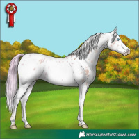 Horse Color:Watercolor White Spotted Liver Red Dun Tobiano Frame Appaloosa
