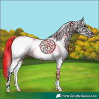 Horse Color:White Spotted Grullo