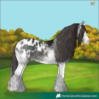 Horse Color:Plaid White Spotted Midnight Brown Ice Onyx Tobiano Appaloosa
