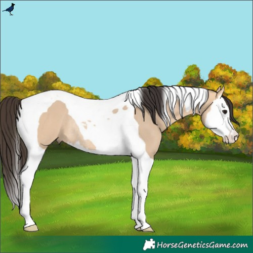 Horse Color:Bay Dun Splash Tobiano Rabicano 