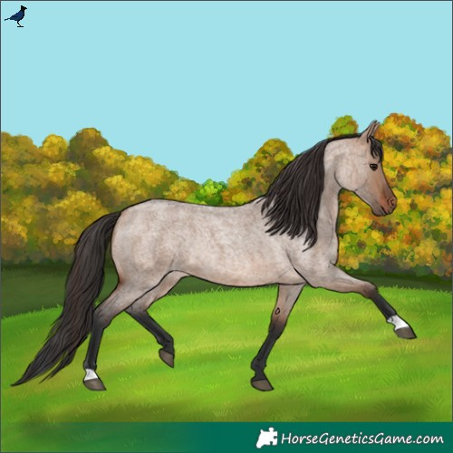 Horse Color:Brown Roan Dun Rabicano 