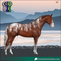 Horse Color:Powder White Chocolate Silver Bay 