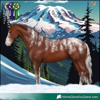 Horse Color:Powder White Chocolate Silver Bay 