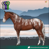 Horse Color:Powder White Chocolate Silver Bay 