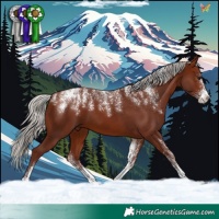 Horse Color:Powder White Chocolate Silver Bay 