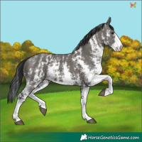 Horse Color:Grullo Sabino Rabicano 