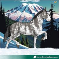 Horse Color:Grullo Sabino Rabicano 