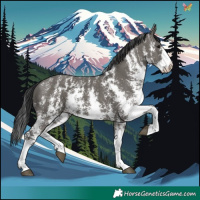 Horse Color:Grullo Sabino Rabicano 