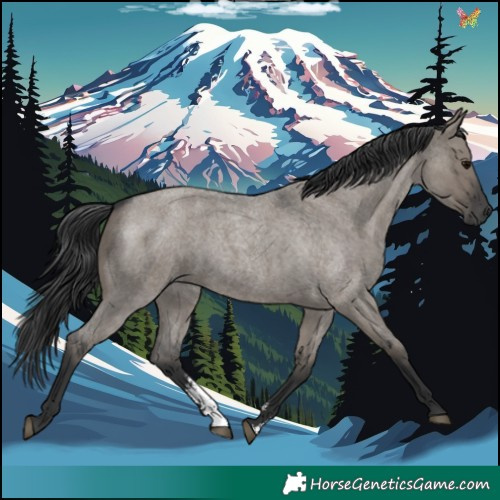 Horse Color:Grullo Roan Sabino Rabicano 