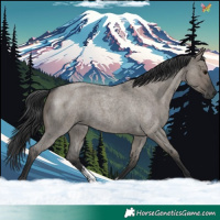 Horse Color:Grullo Roan Sabino Rabicano