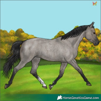 Horse Color:Grullo Roan Sabino Rabicano 