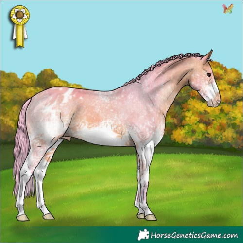 Horse Color:Watercolor White Spotted Bay Appaloosa 
