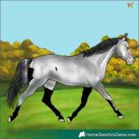 Horse Color:White Spotted Classic Champagne Chinchilla Onyx 