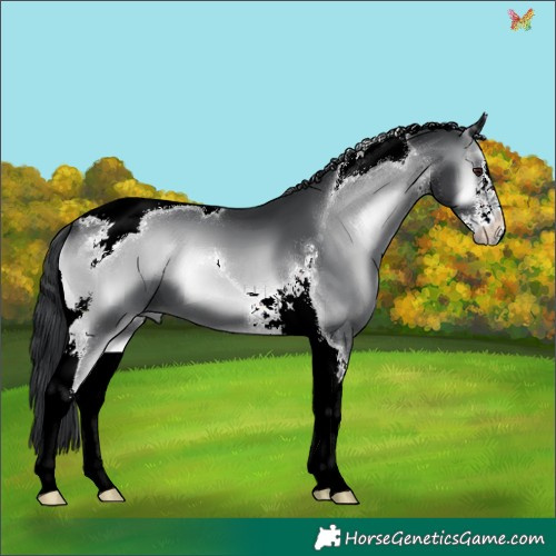 Horse Color:White Spotted Blue Onyx Chinchilla Tobiano 