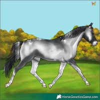 Horse Color:Blue Onyx Chinchilla Tobiano