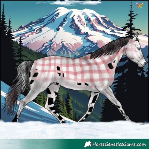 Horse Color:Plaid  Bay Chinchilla Onyx 