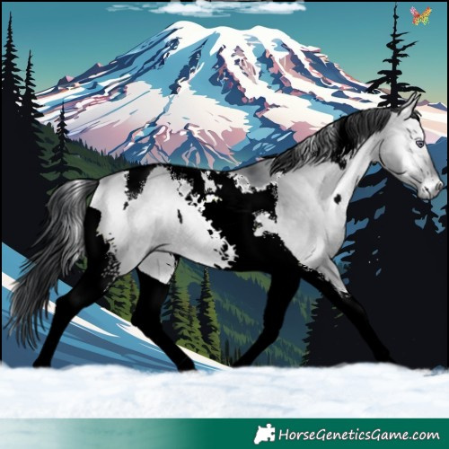 Horse Color:Bay Chinchilla Onyx Tobiano 