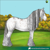 Horse Color:White Spotted Brown Sabino Splash 