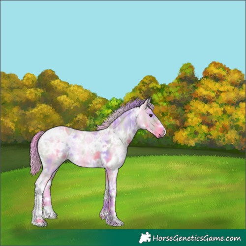 Horse Color:Nacre Watercolor White Spotted Grullo Chinchilla Ice Rabicano 