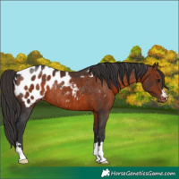 Horse Color:Brown Blanket Rabicano 