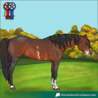 Horse Color:Brown Sabino