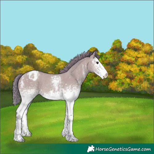 Horse Color:Watercolor White Spotted Classic Champagne Sabino Appaloosa 