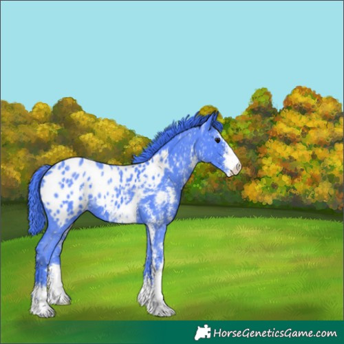 Horse Color:Watercolor Black Sabino Appaloosa 