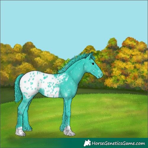 Horse Color:Watercolor Black Appaloosa 
